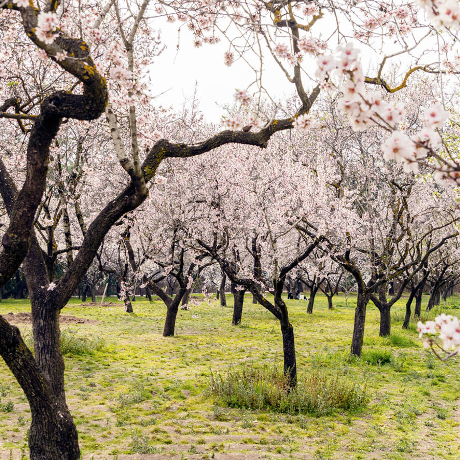 Los 6 lugares de España donde ver los almendros en flor más espectaculares